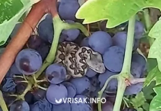 Najotrovnija zmija: Berač grožđa u BiH naletio na poskoka