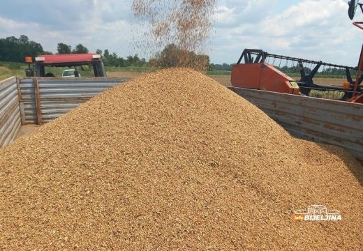 Bijeljinski proizvođači zadovoljni prinosom, ali ne i otkupnom cijenom: “Jedna kifla košta kao kilogram pšenice”
