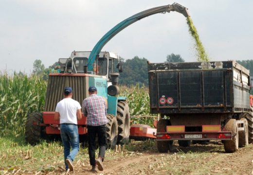 Suša stigla mjesec dana ranije: Borba za svako zrno kukuruza