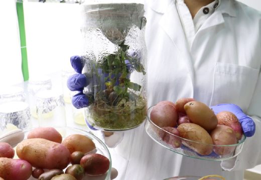 Nevjerovatno: U Banjaluci proizveden glamočki krompir iz epruvete (Foto)