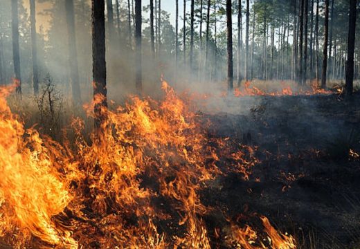 Pakao nadomak Budve: Vatrogasci nemoćni (Foto)