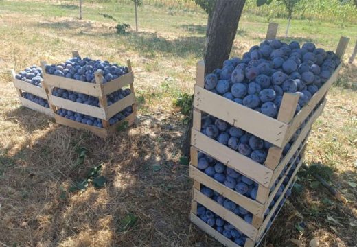 Berbe šljiva neće biti: Katastrofalan prinos voća u Potkozarju