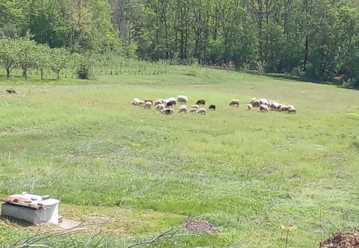 Optužen za prevaru: Uzeo jagnjad koju nije po dogovoru isplatio