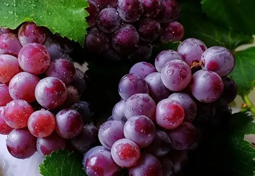 Kreće berba grožđa u BiH, ovo su cijene