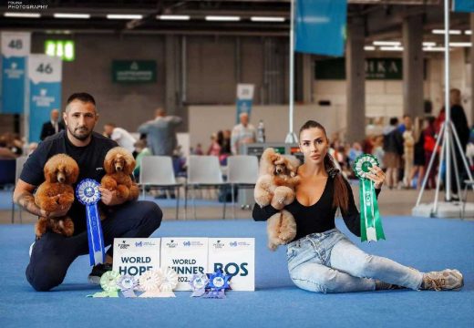 Odgajivačnica pudli Nikole i Dejane Tanasić iz Bijeljine: Tri Tanasićeve pudle postale svjetski šampioni