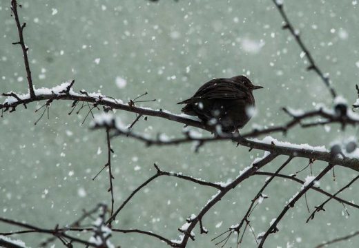 Na planini Rodna: U Rumuniji pao snijeg