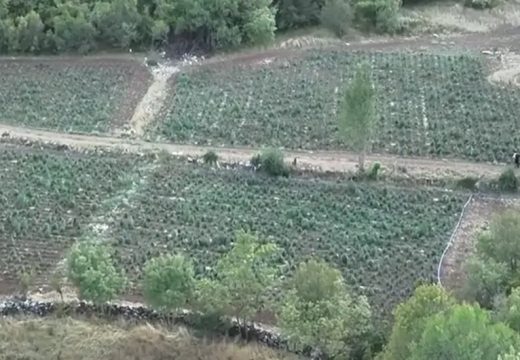 Susjedstvo: Otkrivena najveća plantaža marihuane, uhapšene dvije osobe