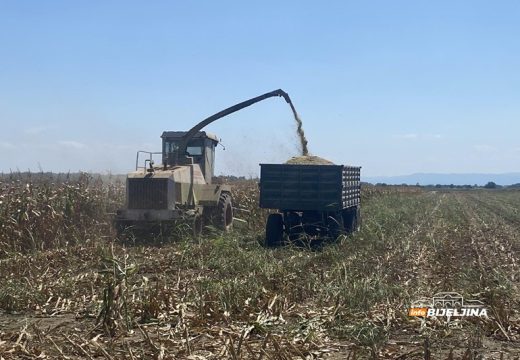 Tropske vrućine spržile kukuruz u Semberiji: “Šteta raste iz dana u dan, moraćemo kupovati da prehranimo stoku”