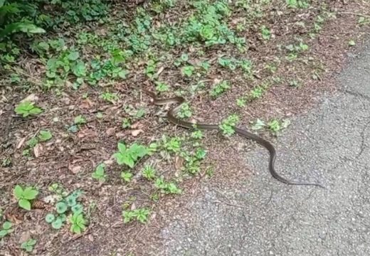 Posebno se čuvajte poskoka: Pogledajte zašto u Srpskoj još nema seruma protiv zmijskog otrova