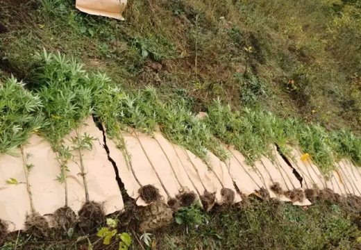 Akcija ”Plantaža”: Otkriven zasad marihuane i oprema za uzgoj