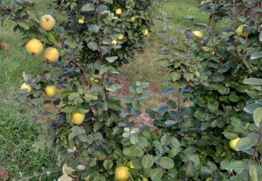 Zasad dunje kod Branislava Tomića dobro rodio: Biće dunja za slatko i za proizvodnju dunjevače