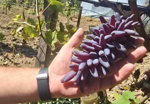 Ruske i ukrajinske sorte zajedno u Srpskoj: Kako je neobično grožđe uspjelo baš kod nas (Foto)