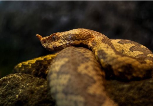 Odmor se pretvorio u noćnu moru: Djevojčicu (5) ugrizao poskok u blizini plaže u Hrvatskoj