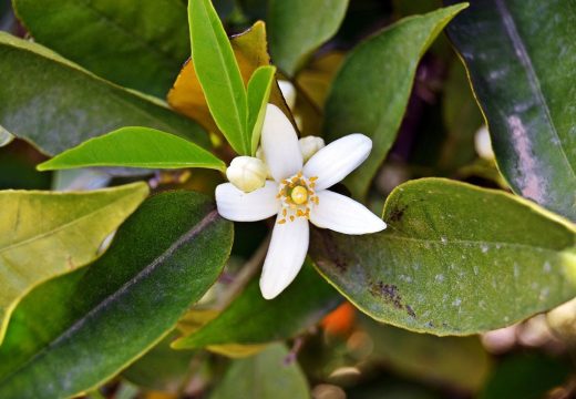 Zanimljivosti: Ovu biljku zovu srećna biljka, jer njen miris oslobađa stresa