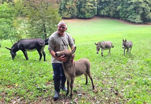 BiH: Uzgoj magaraca sve popularniji, podsticaji po grlu 500 KM