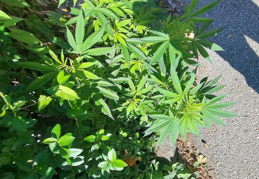 BiH: Marihuana raste uz trotoar usred Sarajeva?