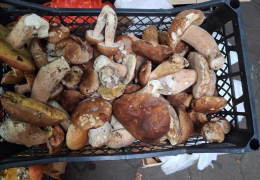 Bijeljina: Vrganj po cijeni od 25 KM