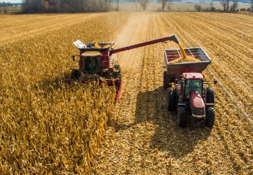 Prinosi kukuruza u Semberiji podbacili, cijene rastu: Stočari strahuju za prehranu stoke