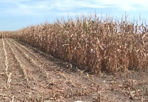 Lošiji prinosi i kvalitet kukuruza: Kolika će biti otkupna cijena?