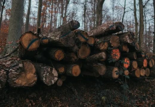 BiH: Naglo poskupljenje drva i peleta, najavljen novi rast cijena