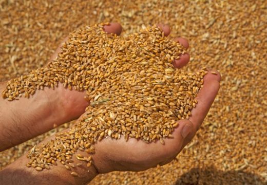 Otkupljeno pola prinosa pšenice: Saznajte i po kojoj cijeni