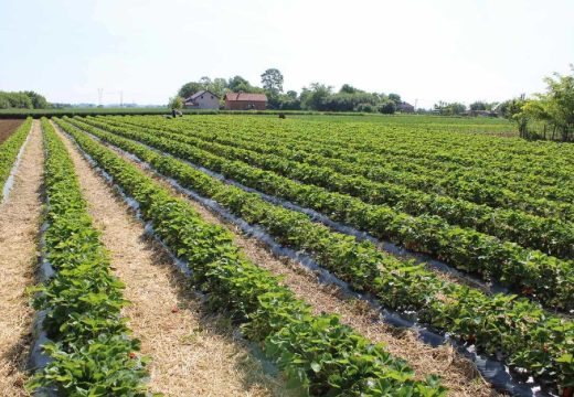 Poljoprivreda: Stabilna proizvodnja hrane i održiva poljoprivreda prioriteti su agrarne politike Srpske (Video)