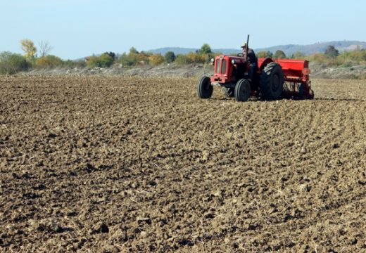 Semberija: Ratari okreću leđa kukuruzu