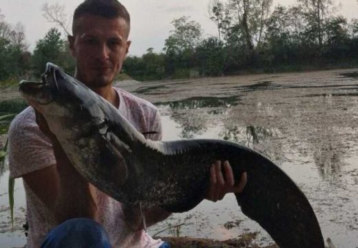 Bijeljina: Som od 14,5 kilograma izvučen iz jezera kod Popova