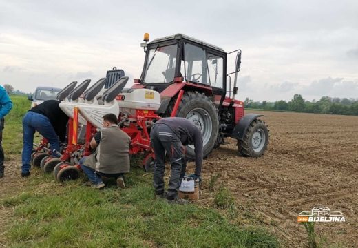 Suša uništila kukuruz: Semberski ratari masovno prelaze na pšenicu