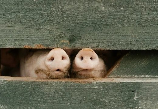 RS: Afrička kuga svinja registrovana u još jednom mjestu u Srpskoj