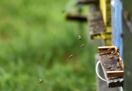 Gradiška popravila prosjek: Pčelari u Srpskoj (ne)zadovoljni sezonom