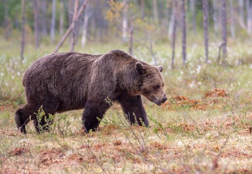 RS: Počinje sezona lova na mrkog medvjeda u Republici Srpskoj