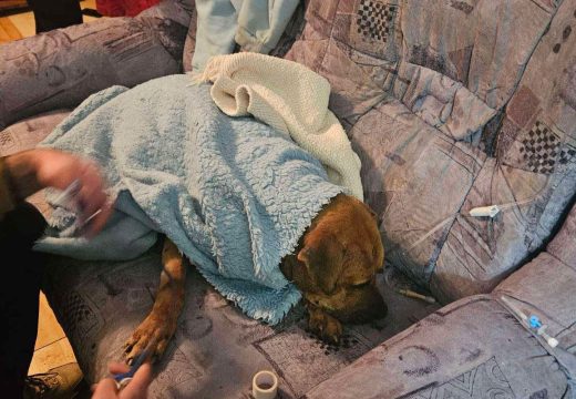 Akcija “Sambo”: Objavljen video s mjesta organizovanja borbi pasa u Derventi (VIDEO)