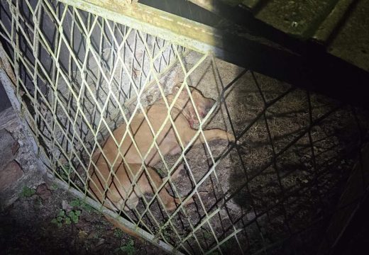 Policija pretresa borilište u Derventi: Veterinari pružaju pomoć psima