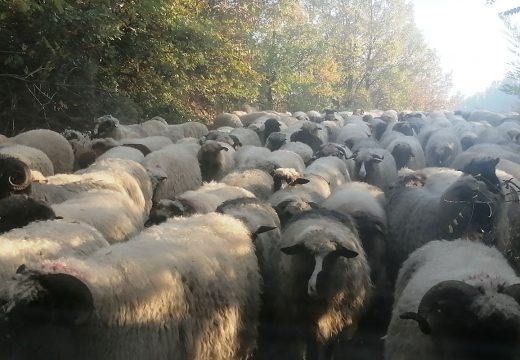 RS: Na četiri farme ovaca kod Gradiške otkrivena bolest plavog jezika