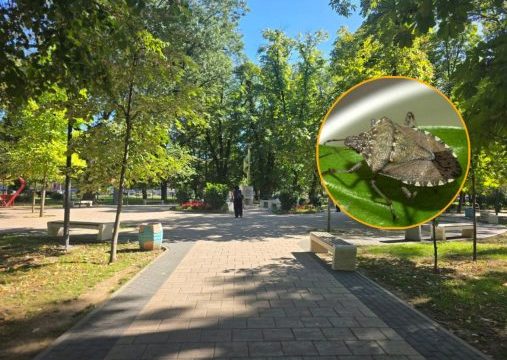 Kako da ih se riješite?: Najezda smrdibuba u Semberiji