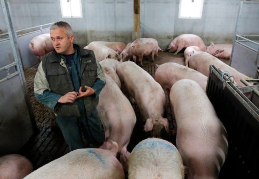 RS: Pala cijena tovljenika, ali i nada uzgajivača