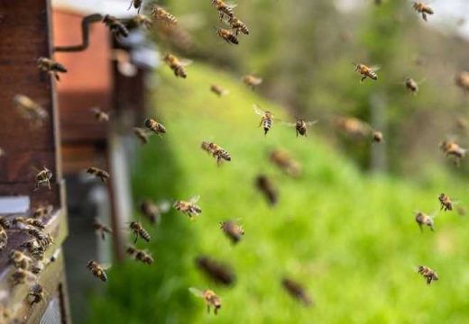 Pčelari završili jesenji popis: Ministarstvo najavljuje veće podsticaje, pogledajte koliko ljudi se bavi pčelarstvom