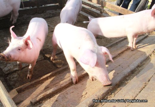 Upozorenje Resora za veterinarstvo: Nizak nivo biosigurnosti na farmama povećava rizik od afričke kuge svinja