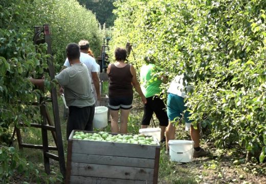 RS: Srpska priprema zakon koji će uvesti red u angažovanje sezonaca