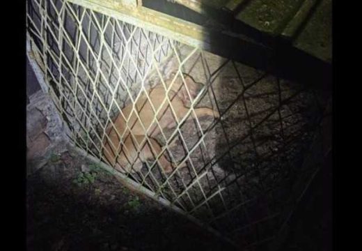 RS: Ministarstvo najoštrije osuđuje svaki oblik zlostavljanja životinja