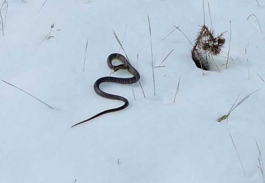 Vjerovali ili ne: U snijegu pronađena zmija (Foto)