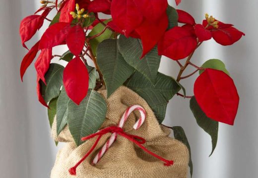 CVIJET SREĆE I LJUBAVI: Iza Božićne zvijezde se krije legenda na koji niko ne ostaje imun