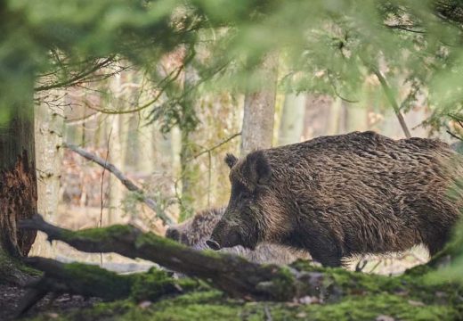 Lovokradice počinile masakr: Policija oduzela svinje i puške