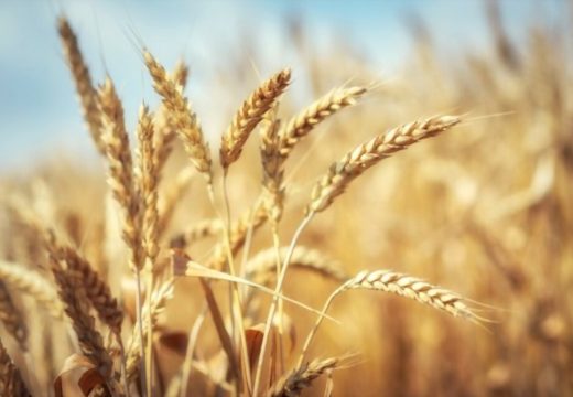 Kuzmić: Tokom jeseni zasijano 66.000 hektara, pšenica dominantna