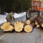 Zabilježen snažan rast: Decembar “izvukao” šumarstvo