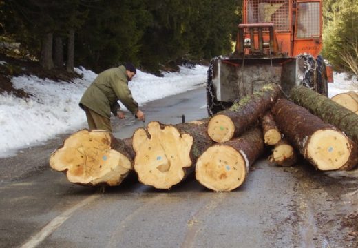 Zabilježen snažan rast: Decembar “izvukao” šumarstvo