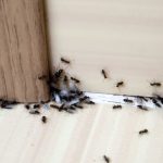 Brzo i lako: Pospite samo mrvicu ovog začina i više nikada nećete vidjeti mrave u vašoj kući