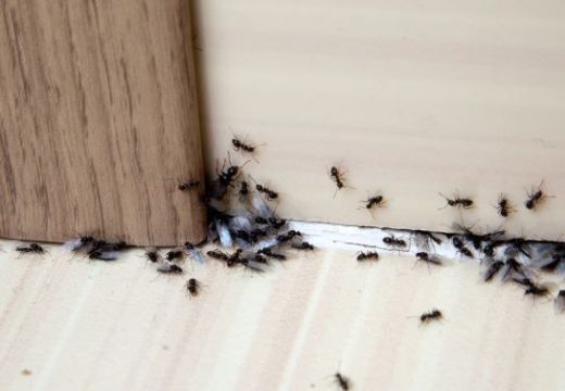 Brzo i lako: Pospite samo mrvicu ovog začina i više nikada nećete vidjeti mrave u vašoj kući