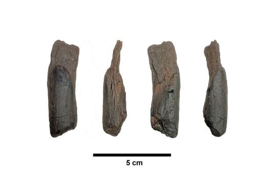 Svijet: Otkriveni najstariji drveni alati na svijetu; Stari više od 430.000 godina